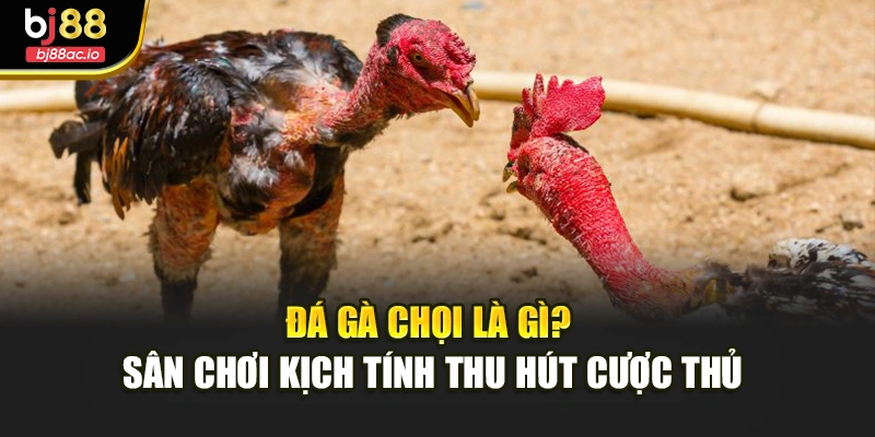 Đá Gà Chọi Là Gì? Sân Chơi Kịch Tính Thu Hút Cược Thủ