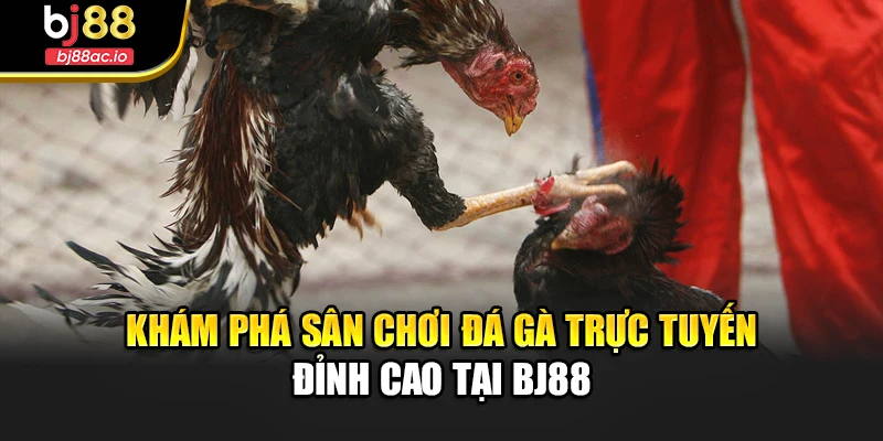 Khám phá sân chơi đá gà trực tuyến đỉnh cao tại Bj88