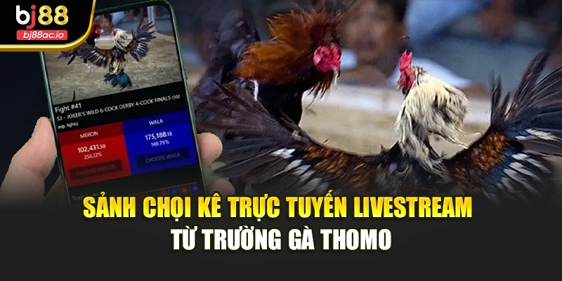 Sảnh chọi kê trực tuyến livestream từ trường gà Thomo